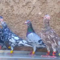 ۸تاسرورقزوین شکلاتی سیاه باهم