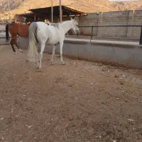 اسب|اسب و تجهیزات اسبسواری|زرقان, |دیوار