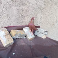 نر سرخ بیکاکل|پرنده|بروجرد, |دیوار