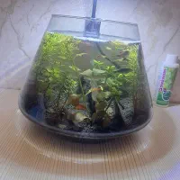 تنگ تراریم پلنت با گیاه و دکور و نور