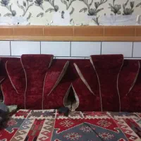 مرغداری|پشتی|اهواز, کوی علوی|دیوار