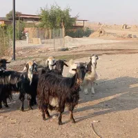 بز داشتی|حیوانات مزرعه|مسجد سلیمان, |دیوار