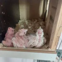 یک جفت عروس هلندی آلبینو|پرنده|فردیس, فردیس|دیوار