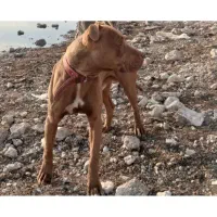 پیتبول و ژرمن