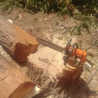 قطع درخت و چوب بری با اره موتوری هرس درخت
