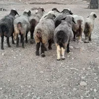 ۲۷راس شیشک میش ترکی داشتی صحرایی آبستن|حیوانات مزرعه|شیراز, تل حسین‌آباد|دیوار