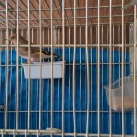 سهره دو رگ جوجه سال