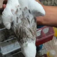 طوقی|پرنده|اشکنان, |دیوار