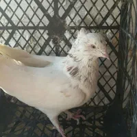 ۱۲ تا کفتر پرشی و ساعت دار|پرنده|آفتاب, |دیوار