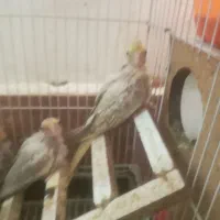 ۴تا جوجه عروس تقریبا دون خور شدن