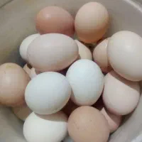 تخم مرغ محلی