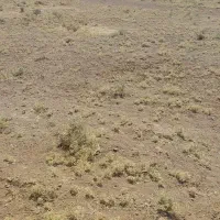 زمین کشاورزی