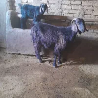 بزوبزغاله|حیوانات مزرعه|صحنه, |دیوار