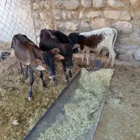 گوساله