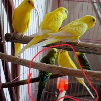 جفت مرغ عشق مولد