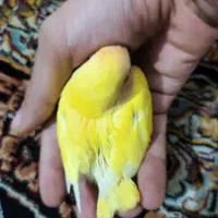 جوجه طوطی برزیلی هلویی