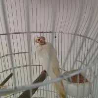 عروس هلندی لتینیو|پرنده|چمران, |دیوار