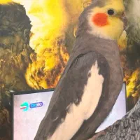 عروس هلندی نر
