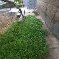 باغ خوش آب وهوا کوچه روبروی کباب شهریار(کمال آباد)|فروش خانه و ویلا|مهریز, |دیوار