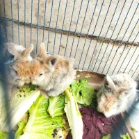 بچه خرگوش لوپ هلندی