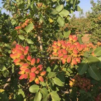 نهــال آلبــالو مجار  مقاوم پربار و اقتصادی|خدمات باغبانی و درختکاری|شیراز, لاله|دیوار