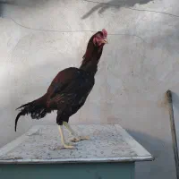 خروس لاری|حیوانات مزرعه|شیراز, محراب|دیوار