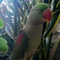 شاه طوطی رام و دستی و  سه عروس هلندی