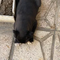 توله پیتبول