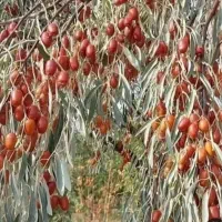 سنجد درخت مقاوم واقتصادی،در نهالستان ، گلخانه نهال|خدمات باغبانی و درختکاری|مشهد, سیسآباد|دیوار