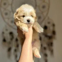 شیتزو مالتیز