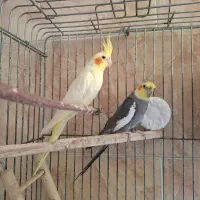 طوطی عروس|پرنده|قائم‌شهر, |دیوار