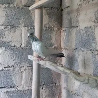 کبوتران پرشی|پرنده|خوی, |دیوار