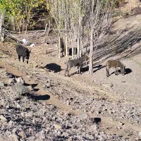 ۴ ارس خر ب فروش میرسد|حیوانات مزرعه|مشگین شهر, |دیوار