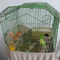 مرغ عشق|پرنده|پاکدشت, پاکدشت (مامازند)|دیوار