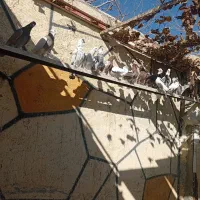 کفتر انگلیسی به شرط|پرنده|رباطکریم, رباطکریم|دیوار