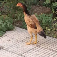 مرغ اوشامو اصل ،کت لول