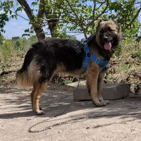 سگک