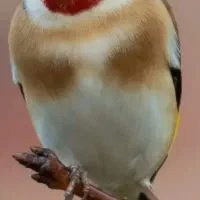 سهره جوجه قفس