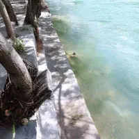 اجاره ویلا سوییت سامان|اجارهٔ کوتاهمدت ویلا و باغ|سامان, |دیوار