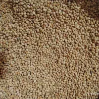 لوبیا قیمت عمده