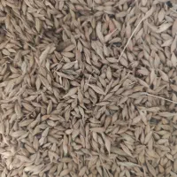 جو فروشی جلگه حدود ۲ تن