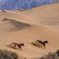 منشی ودفتردار