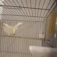 قناری جفت موزایکی