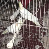 جفت عروس هلندی|پرنده|بندر ماهشهر, |دیوار