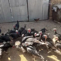 بوقلمون نر و ماده