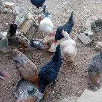 مرغ گلین لری و تخمگذار و بومی