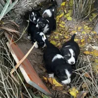 واگذاری رایگان توله سگ ۲ ماهه