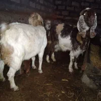 بزپاکستانی|حیوانات مزرعه|فریمان, |دیوار