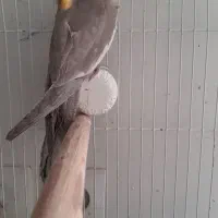 جوجه عروس هلندی