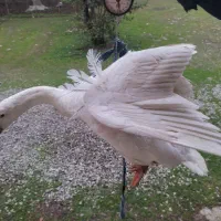 غاز|حیوانات مزرعه|شاندرمن, |دیوار